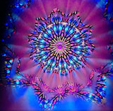 Neo Cathedral Kaleidoscope
