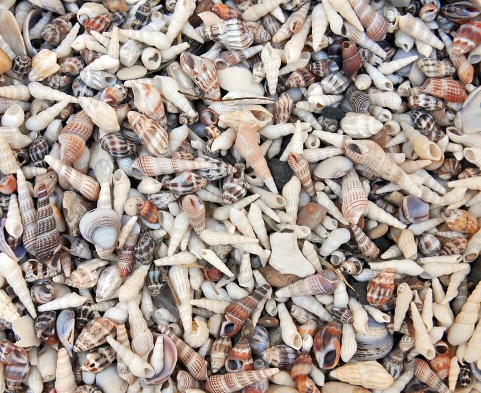 Seashells Kaleidoscope