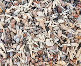 Seashells Kaleidoscope
