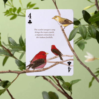 Eastern Forest Playing Cards